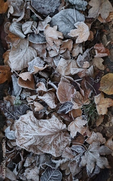 Obraz Leaves in Hoarfrost