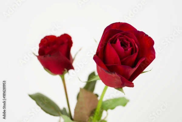 Fototapeta Two Red Roses on White Background