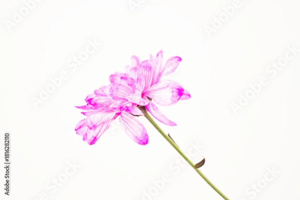Fototapeta Pink Chrysanthemum on White