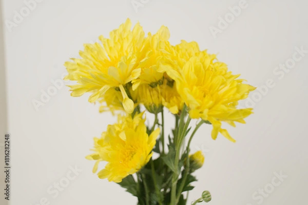 Fototapeta Bright Yellow Chrysanthemums