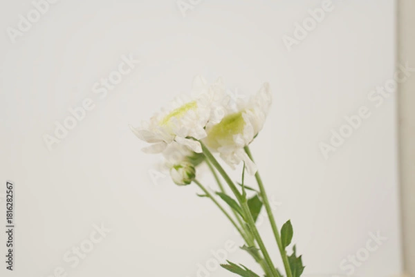 Obraz White Chrysanthemums on White Background