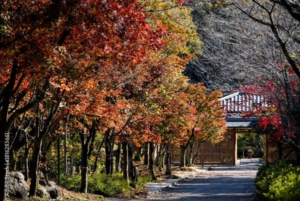 Obraz 秋の色に染められた小道が茶室の門へ続く