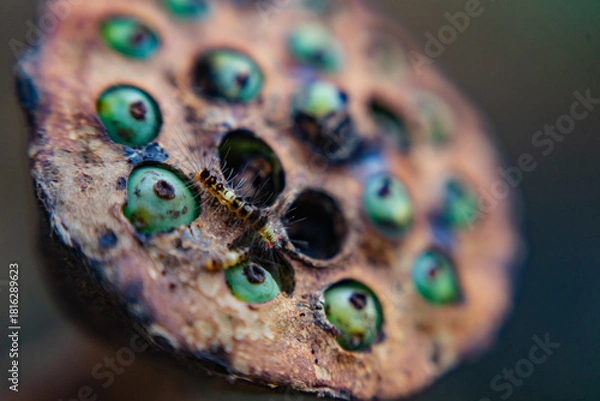 Fototapeta Unique close-up of seed pod with green seeds nature macro photography natural environment artistic perspective botanical exploration