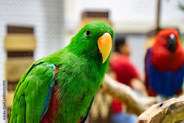 Fototapeta Colorful parrots engaging in playful behavior at a wildlife sanctuary vibrant avian life close-up view nature exploration