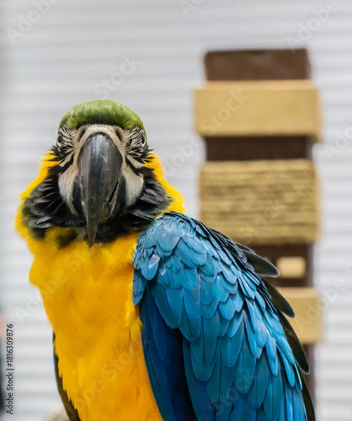 Fototapeta Captivating encounter with a colorful parrot exotic bird sanctuary wildlife photography indoor setting close-up view vibrant avian beauty