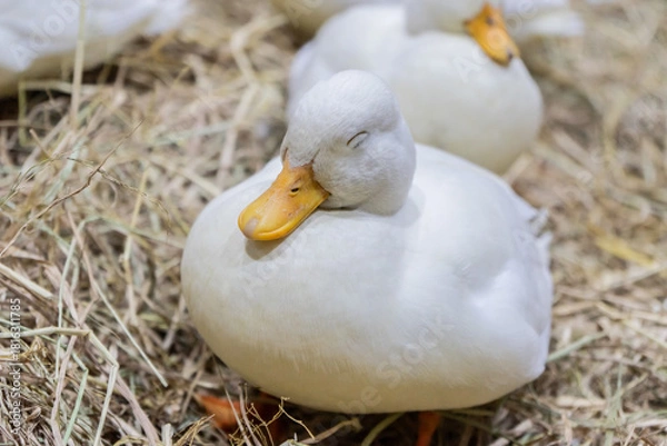 Fototapeta Duck napping in cozy hay nest farm environment animal photography tranquil setting close-up view wildlife concept for seo impact