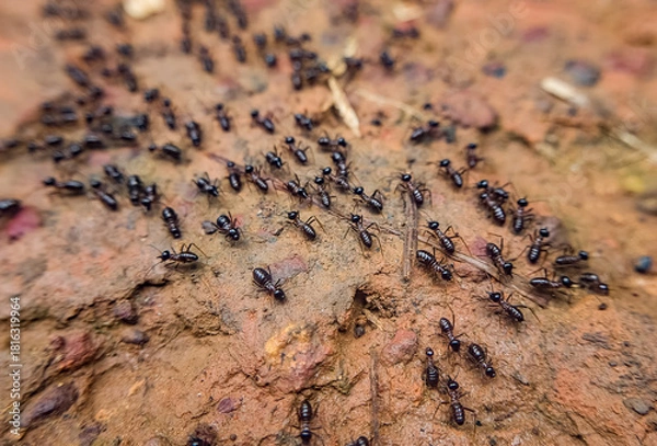 Fototapeta Ants working together in their natural habitat forest floor macro photography close-up nature's organization and cooperation