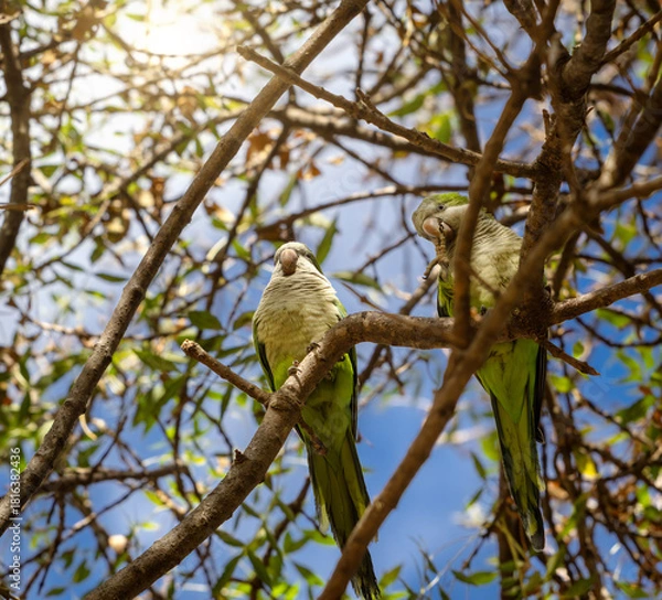 Obraz Petit couple de perruches