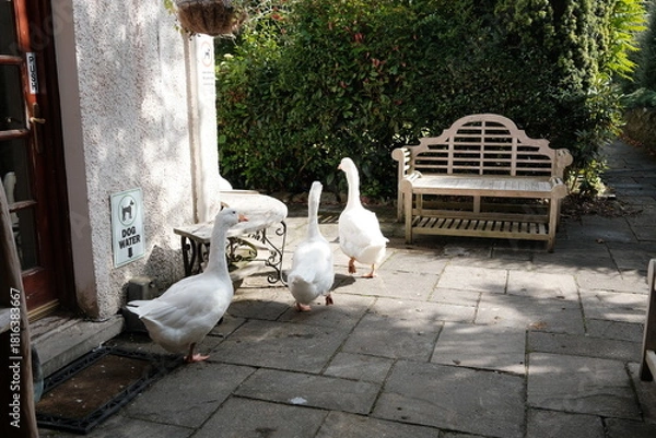 Fototapeta white ducks on the corner of the house in rows
