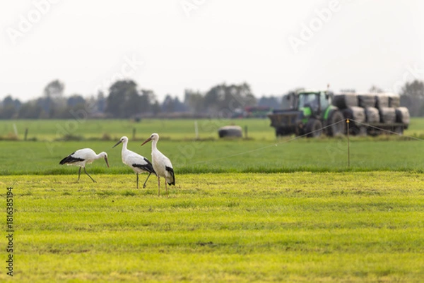 Obraz European white storks in field looking for prey