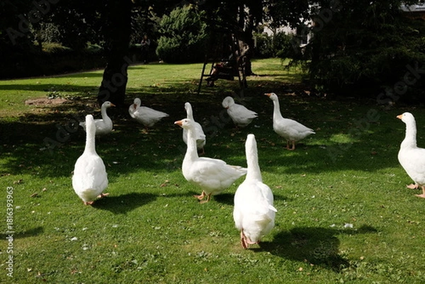 Fototapeta geese family under the shade of a tree