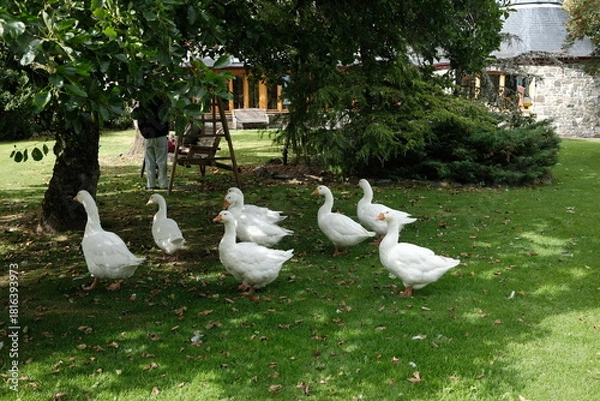 Fototapeta geese family under the shade of a tree