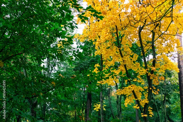 Obraz Beautiful autumn trees with bright yellow and green leaves. A maple tree with yellow autumn leaves among green trees