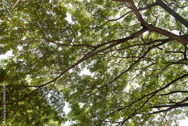 Obraz The tropical rainforest tree.