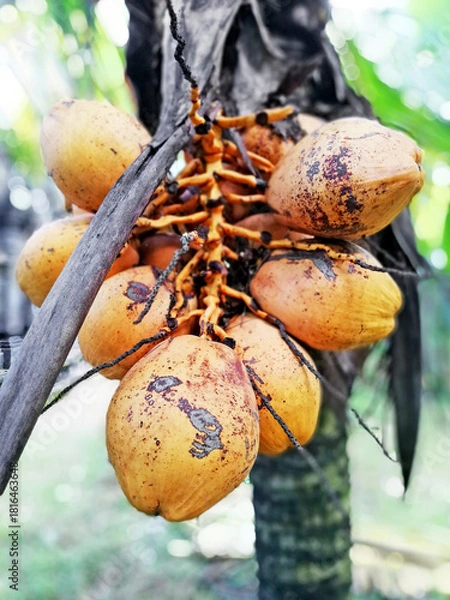 Fototapeta Coconut fruits in close up, with nature blurry background