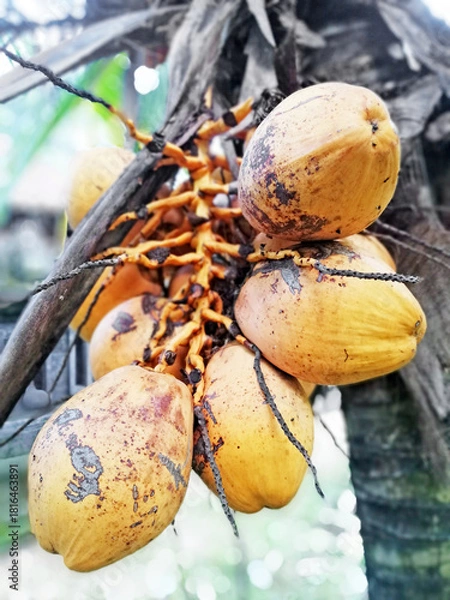 Fototapeta Coconut fruits in close up, with nature blurry background