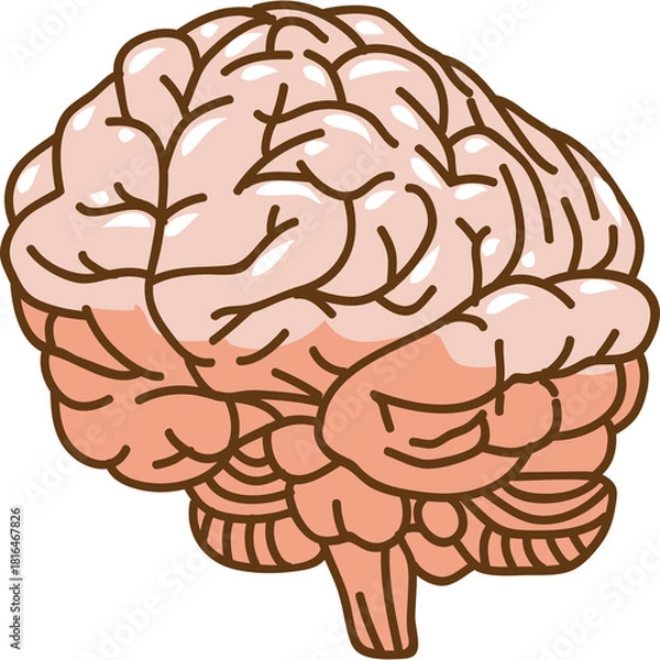 Fototapeta Illustration of a pink and tan human brain with detailed convolutions and cerebellum on a transparent background representing cognitive function and neurology