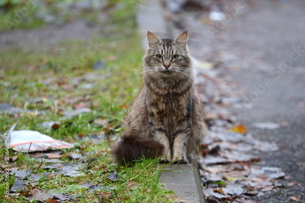 Fototapeta A gray fluffy cat sits on the curb between the asphalt and the lawn on an autumn day