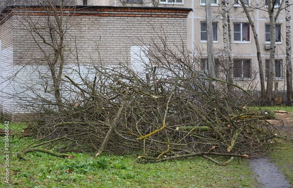 Obraz A pile of cut, dry tree branches lies on the lawn in the yard near the brick wall