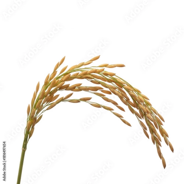 Fototapeta Mature golden rice panicle isolated on white background, staple food crop cultivation