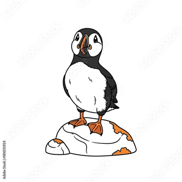 Fototapeta Cute puffin bird standing on a rock looking at you.