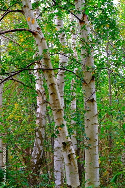 Fototapeta Frühherbstbirken