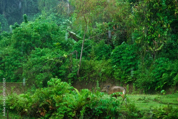 Fototapeta Cow Grazing at the Edge of a Dense Tropical Jungle in Southeast Asia. Capturing wildlife, rural life and nature in Asia.