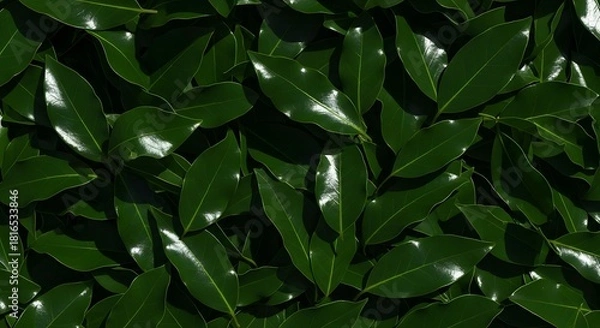 Obraz Lush Tropical Dark Green Leaves Seamless Background Texture Pattern