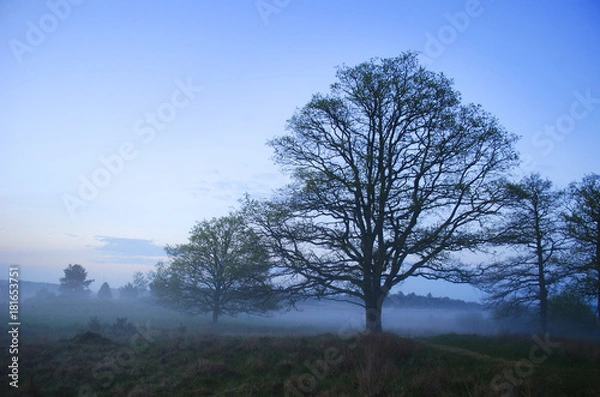 Fototapeta mist and trees