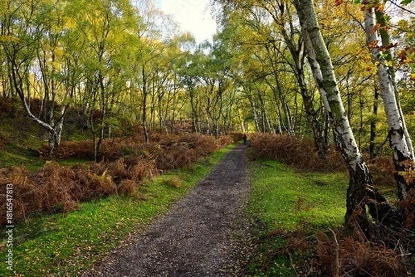 Obraz Autumn forest path with birch trees, sunlight, and distant walker