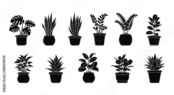 Obraz A collection of various potted indoor plants in a black and white style