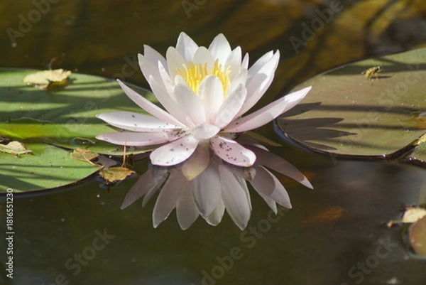 Fototapeta Eine Wasserrose in einem Teich