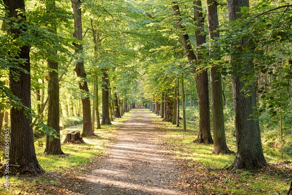 Obraz romantische Allee im Herbst