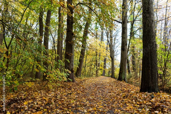 Obraz romantische Allee im Herbst