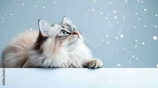 Fototapeta A fluffy, long-haired cat with striking blue eyes is lying down and looking upwards with curiosity. White, soft snowflakes are falling around it against a muted