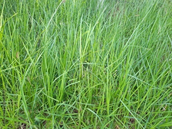 Obraz Green grass in the garden. Natural background and texture for design.