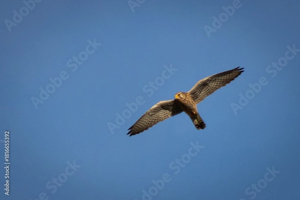 Obraz osprey in flight