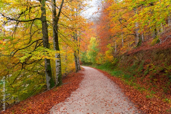 Obraz Selva de Irati, Navarra, Spain