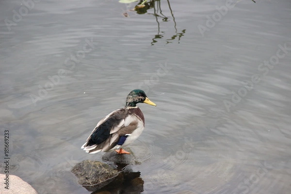 Fototapeta duck