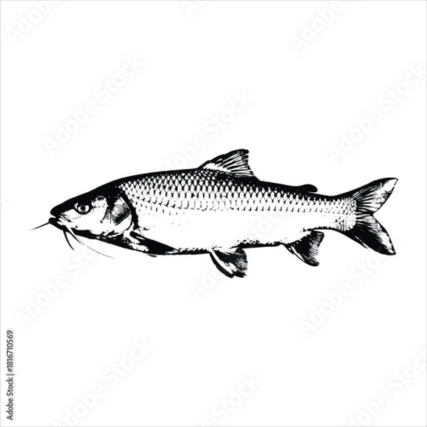 Obraz Mahser fish vector image