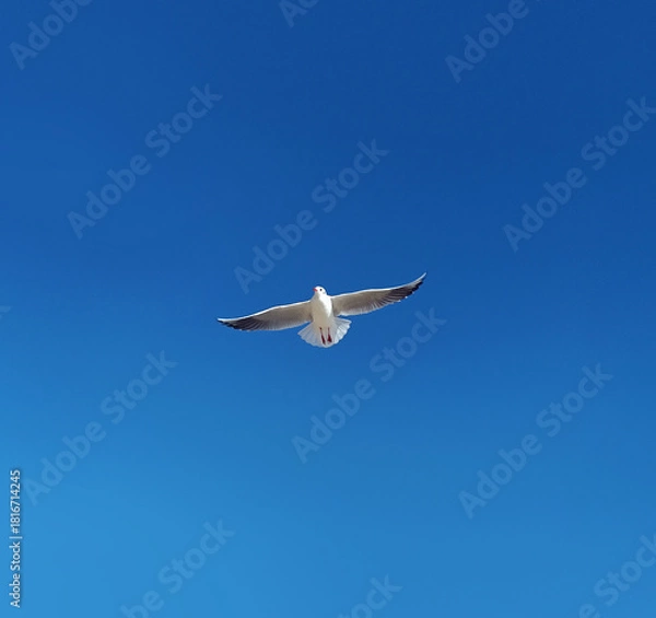 Obraz A seagull flying in the sky