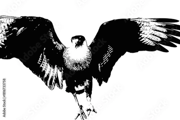Obraz águia