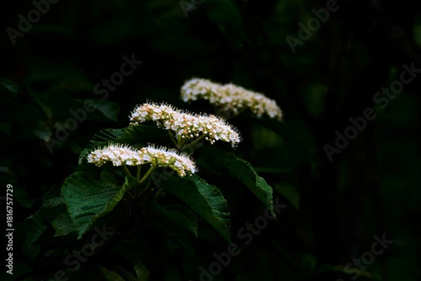 Obraz 奈良県 曽爾高原の風景