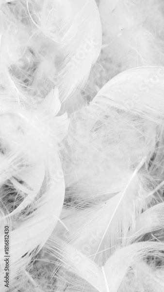 Obraz nice white duck feathers. background or texture