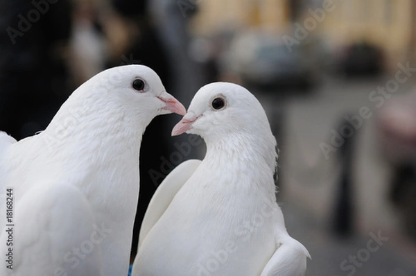 Obraz Wedding pigeons