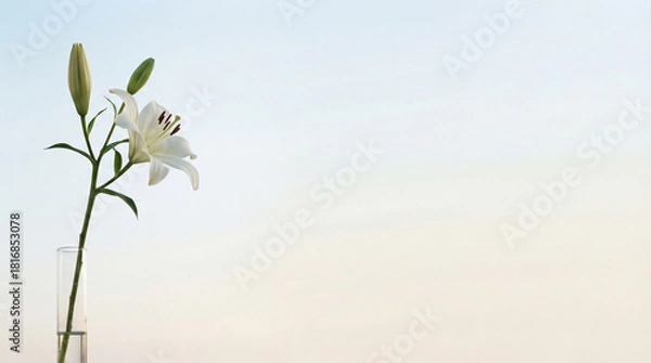 Fototapeta Single White Lily Flower in Glass Vase on Minimalist Light Background with Copy Space