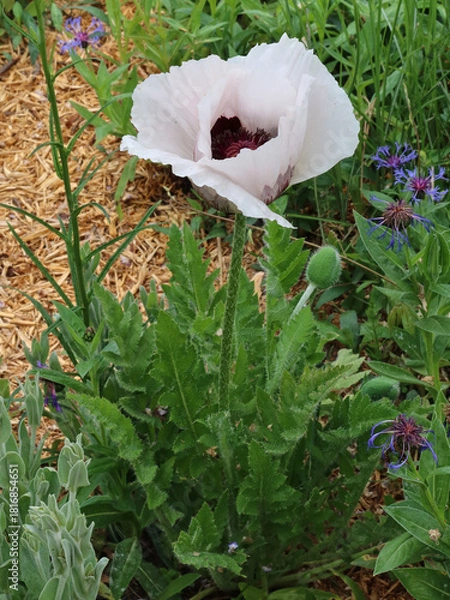 Obraz Pavot d'Orient