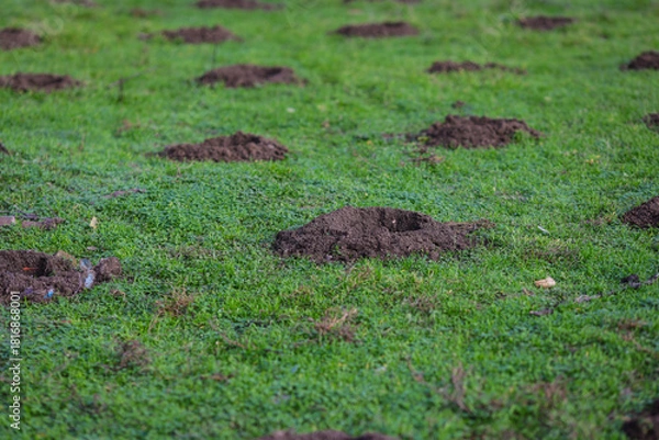 Fototapeta Holes in the ground (with some garbage around) for trees to be planted in