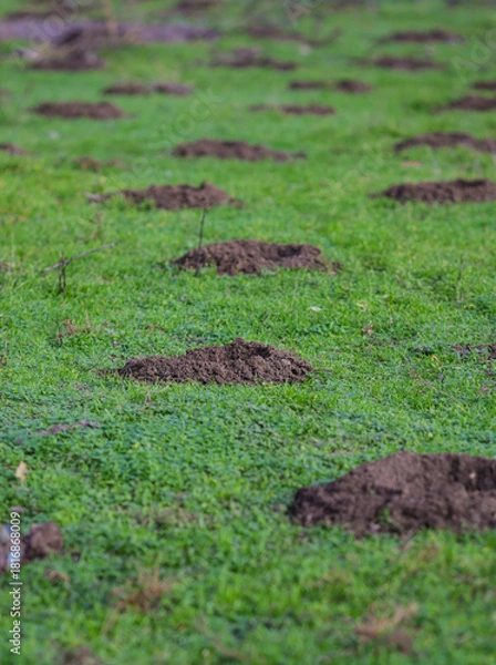 Fototapeta Holes in the ground (with some garbage around) for trees to be planted in