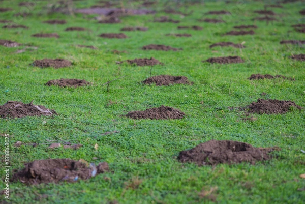 Fototapeta Holes in the ground (with some garbage around) for trees to be planted in